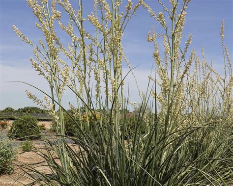 Mountain States Wholesale Nursery Hesperaloe X ‘MSWNIvory Swan' Nite ...