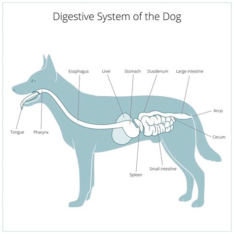 The Steps of a Dogs Digestive System 的图像结果