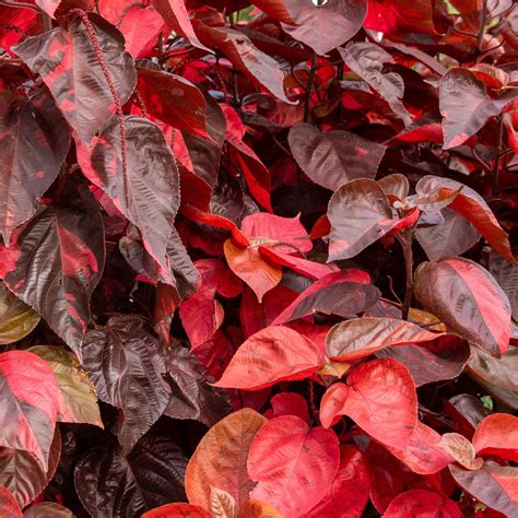 Acalypha Wilkesiana Copper Leaf