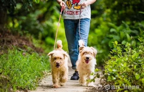 东晓社区开展“依法文明养犬，共建和谐家园”的宣传活动_罗湖社区家园网