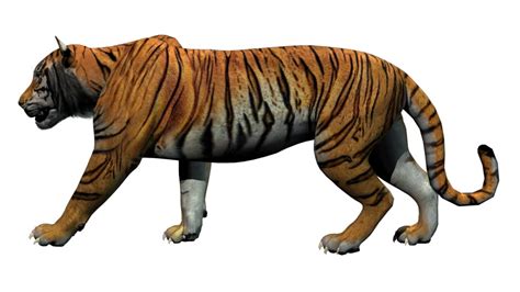 Tiger Walk Cycle Tutorial 的图像结果