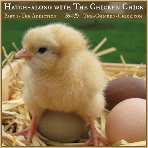 Amazing Modern Chick Hatching 的图像结果