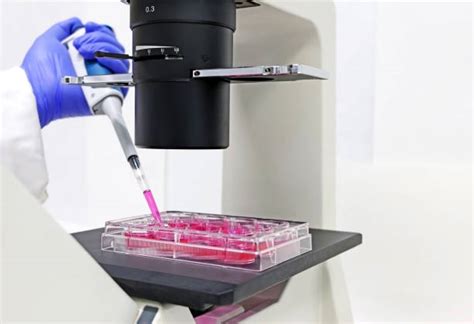 Cell 2D 的图像结果