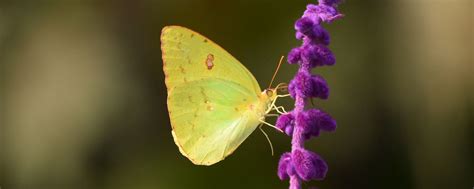 Download wallpaper 2560x1024 butterfly, yellow, insect, flower, macro ...