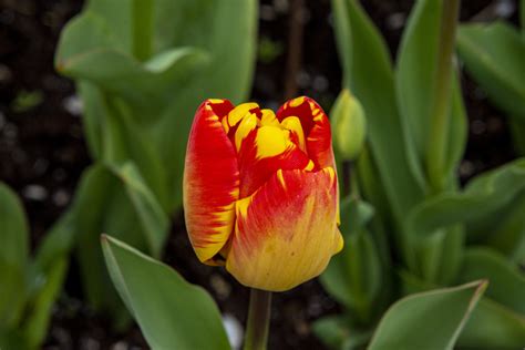 Orange And Yellow Tulip Free Stock Photo - Public Domain Pictures