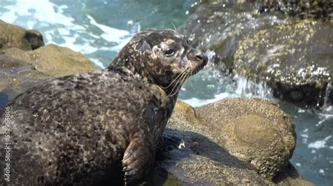 Sea Lion 的图像结果