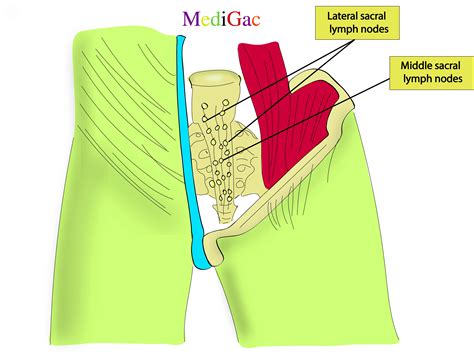 What are the lymph nodes of the Abdomen – MediGac