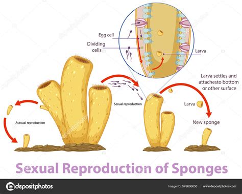 How Do Sponges And Cnidarians Commonly Reproduce at James Vance blog