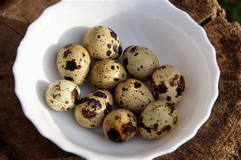 Image result for How to Brooder Quail Chicks