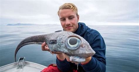 Fisherman Catches 'Dinosaur-Like' Creature With Giant Eyes & Tiny Body ...