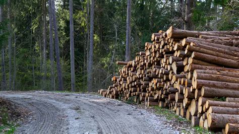 Local People of Forest and Wildlife 的图像结果