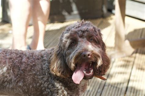 Image result for Cockapoo Tongue