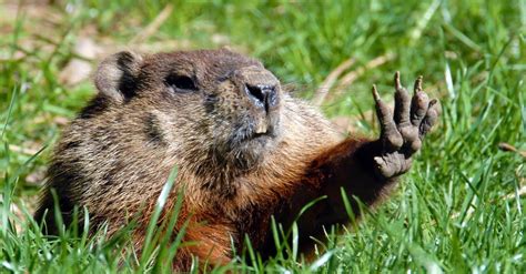 Beaver Vs Groundhog - A-Z Animals