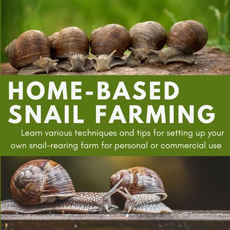 Snail farming – Artofit