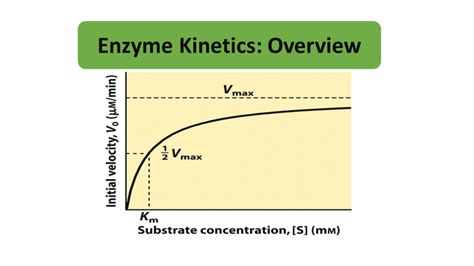 Image result for Enzyme Kinetics Lab