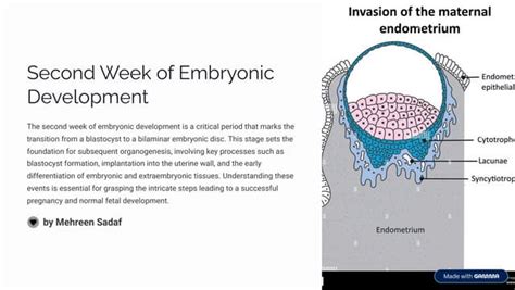 Image result for Second Week of Embryonic Development