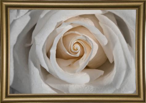 Frame USA Rose_1168 Colorized B&W-GORSEM111202 Print 9"x13.5" by Gordon ...