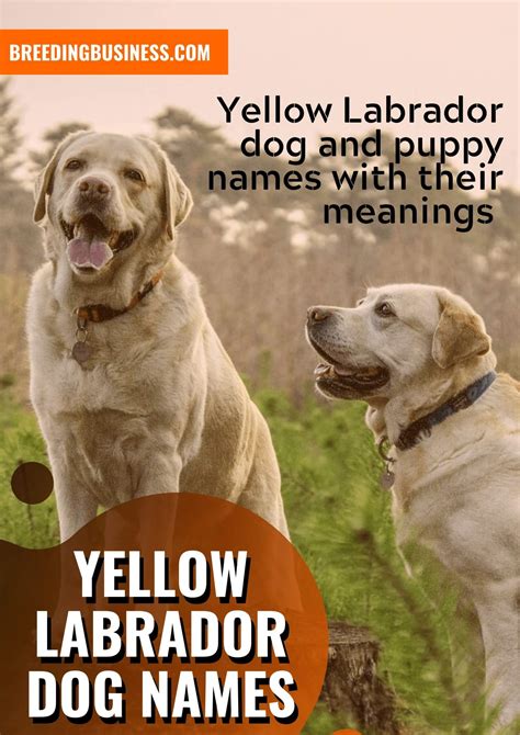 180+ Labrador Dog Names – Yellow, Chocolate & Black Lab Name Ideas!