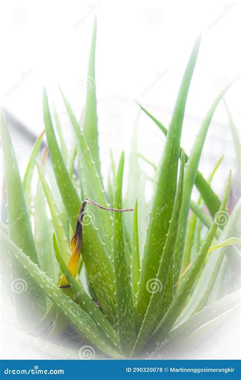 Aloe Vera Plant stock photo. Image of minor, food, treat - 290320078