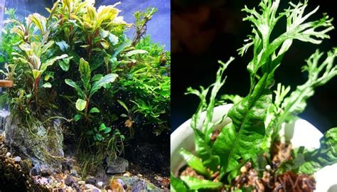 Image result for Windelov Java Fern