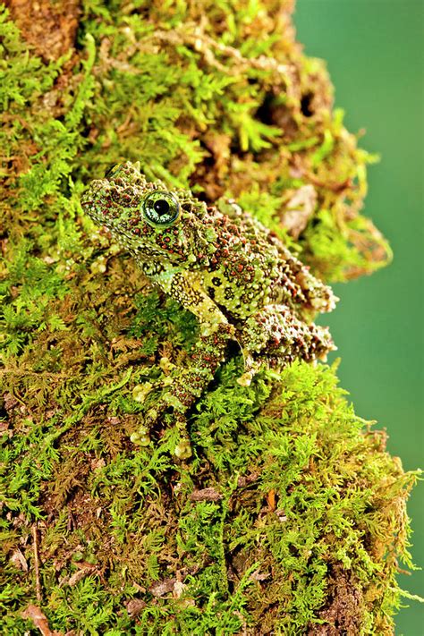 Image result for vietnamese mossy frog