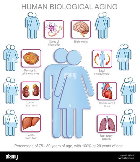 Diagram of natural, biological, physiological and pathological aging of ...