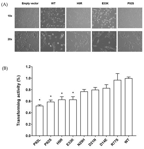 HPV16 E7 Nucleotide Variants Found in Cancer-Free Subjects Affect E7 ...