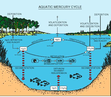 Biomagnification 的图像结果