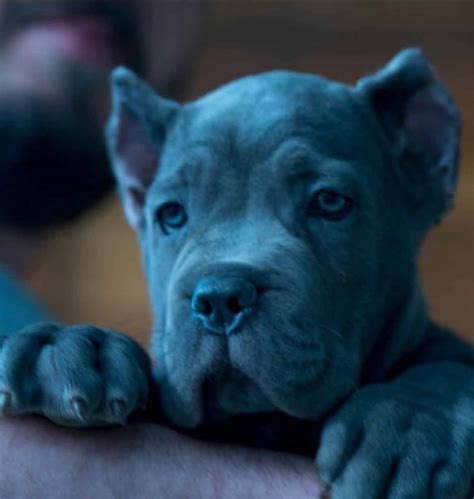 Blue Cane Corso Dog Cane Corso For Sale | Best Family Protection Dogs|