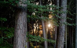Wallpaper forest, light, trees, nature hd, picture, image