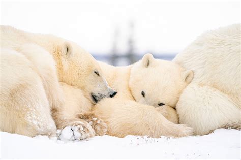 Limited Edition Prints — Ryan Tidman