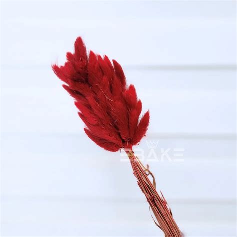 Bunny Tails Bunch Dark Red (Rabbit Tails/Lagurus) – EBAKE