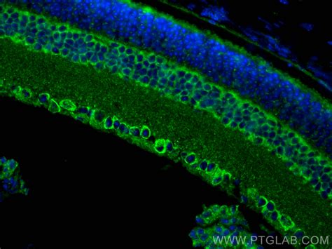 BST2 antibody (30118-1-AP) | Proteintech