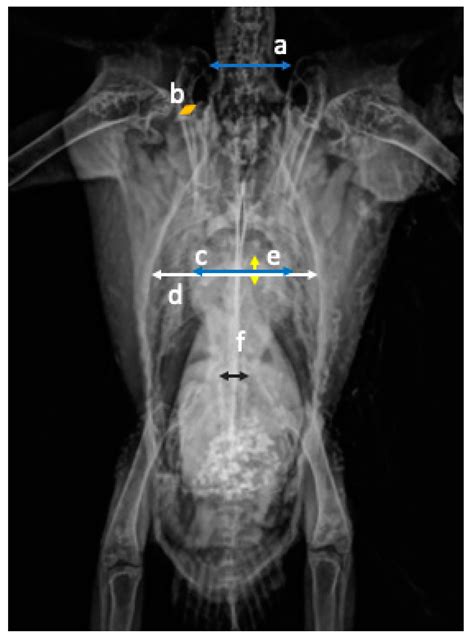 Radiographic Measurements of the Cardiac Silhouette and Comparison with ...