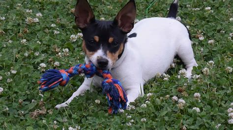 Mountain Feist Black Tan