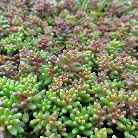 Sedum Succulent Ground Cover How To Grow Groundcover Plants