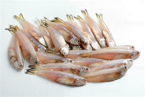 fresh raw commersons hardenbergs indian deviss long jawed teri anchovy ...