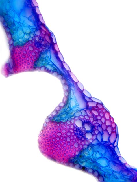 Monocots 的图像结果