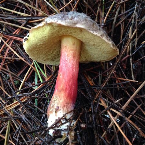 Xerocomellus atropurpureus | ShroomID