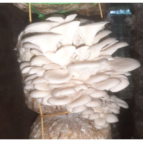Elm Oyster Mushroom spawn HU Variety (Hypsizygus ulmarius) | BM MUSHROOM