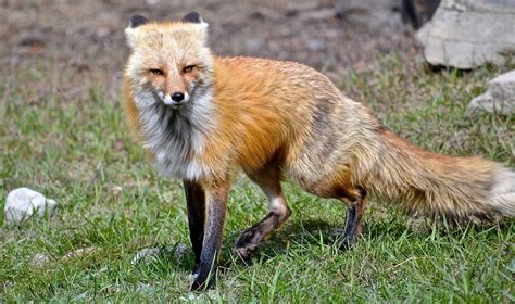 Photo by Lynne Wright 2014 | Four legged, Animals, Hanging out