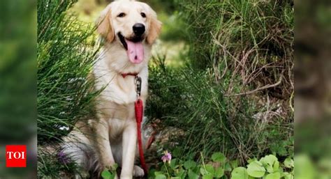 Meet the Dogs of Madras - Times of India