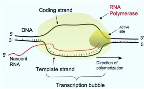 Define transcription. explain the process of transcription in bacteria ...