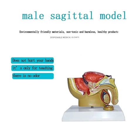 Image result for Male Reproduction Model