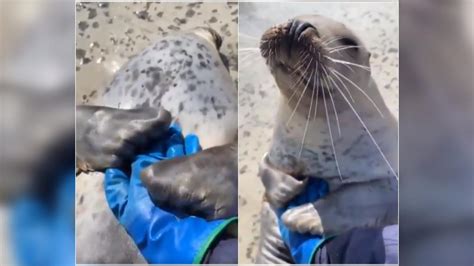 Seal hugs hooman's hand in viral video. Internet calls it a seal of ...
