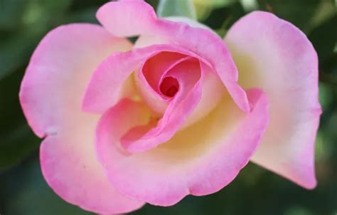 Wallpaper flower, rose, petals for mobile and desktop, section макро ...