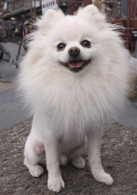 Pomeranian Dog Haircut