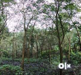 Lands & Plots for sale in Ranni | OLX