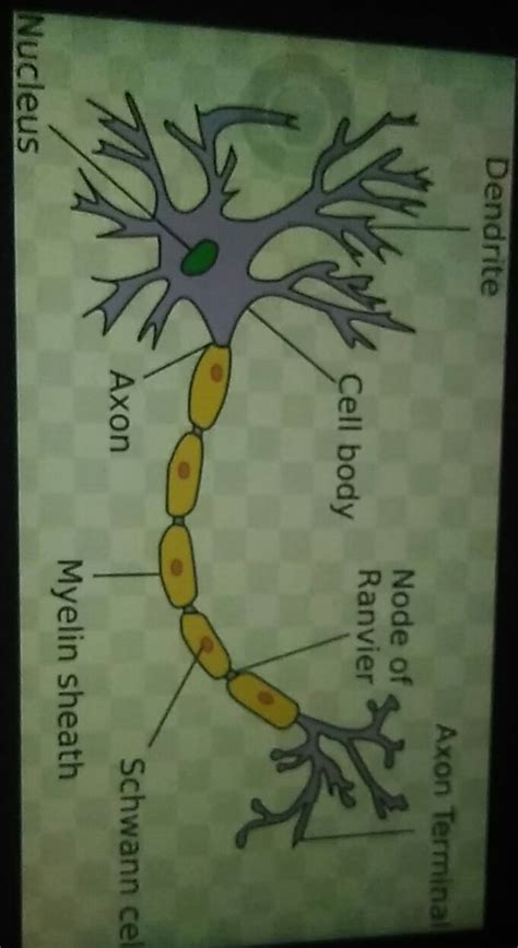 describe the structure of a neuron with help of a neat labelled diagram ...