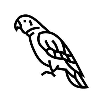 Image result for Parrot Line Drawing